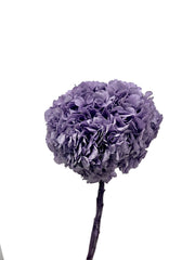 Hydrangea Large Petal