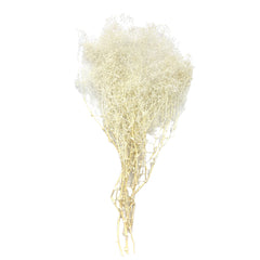 Baby's Breath