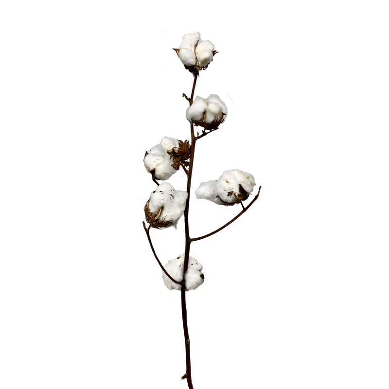Cotton Flower