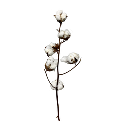 Cotton Flower