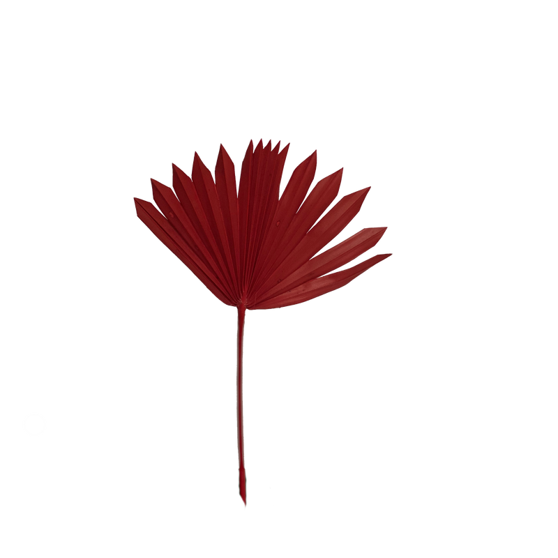 Palm Suncut