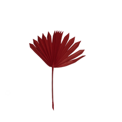 Palm Suncut