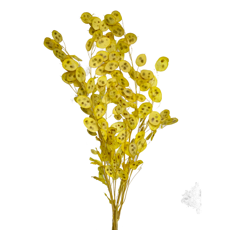 Lunaria (Honesty)