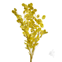 Lunaria (Honesty)