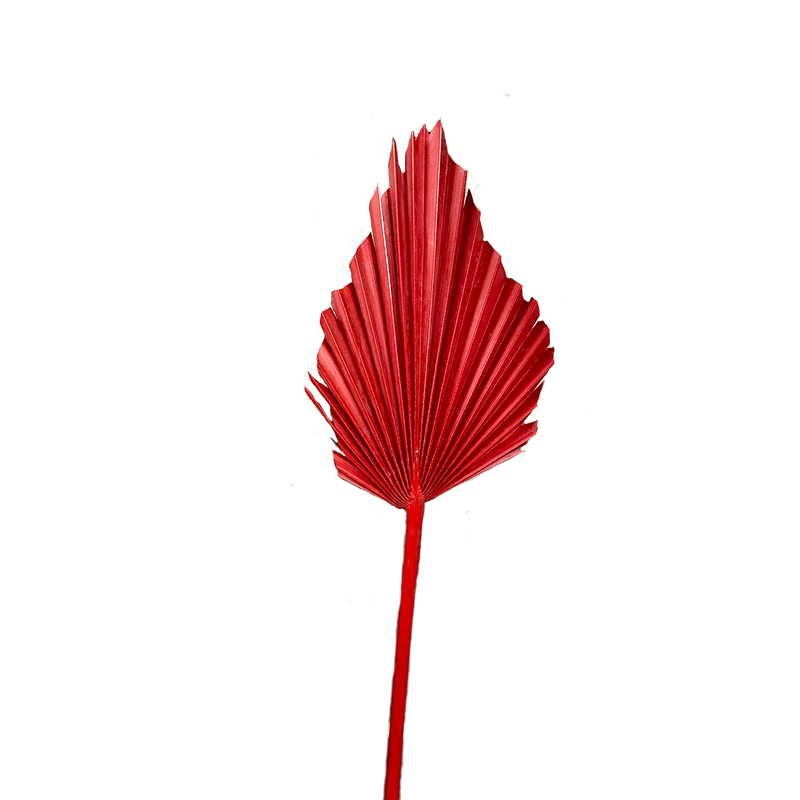 Palm Spear