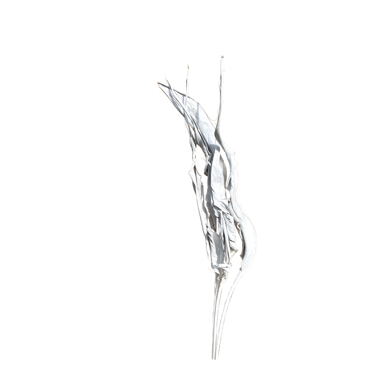 Strelizia Foliage