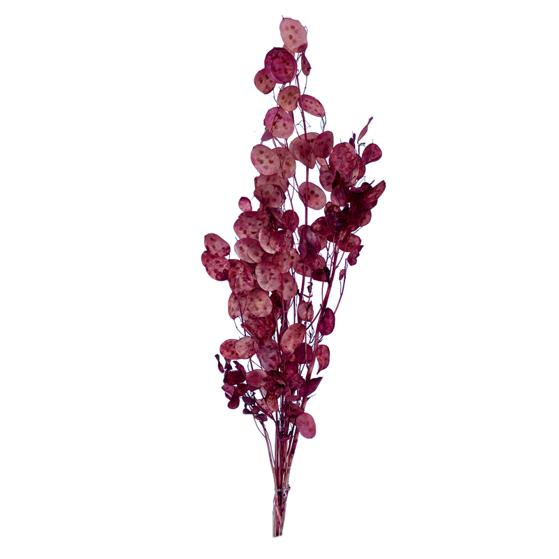 Lunaria (Honesty)