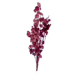 Lunaria (Honesty)