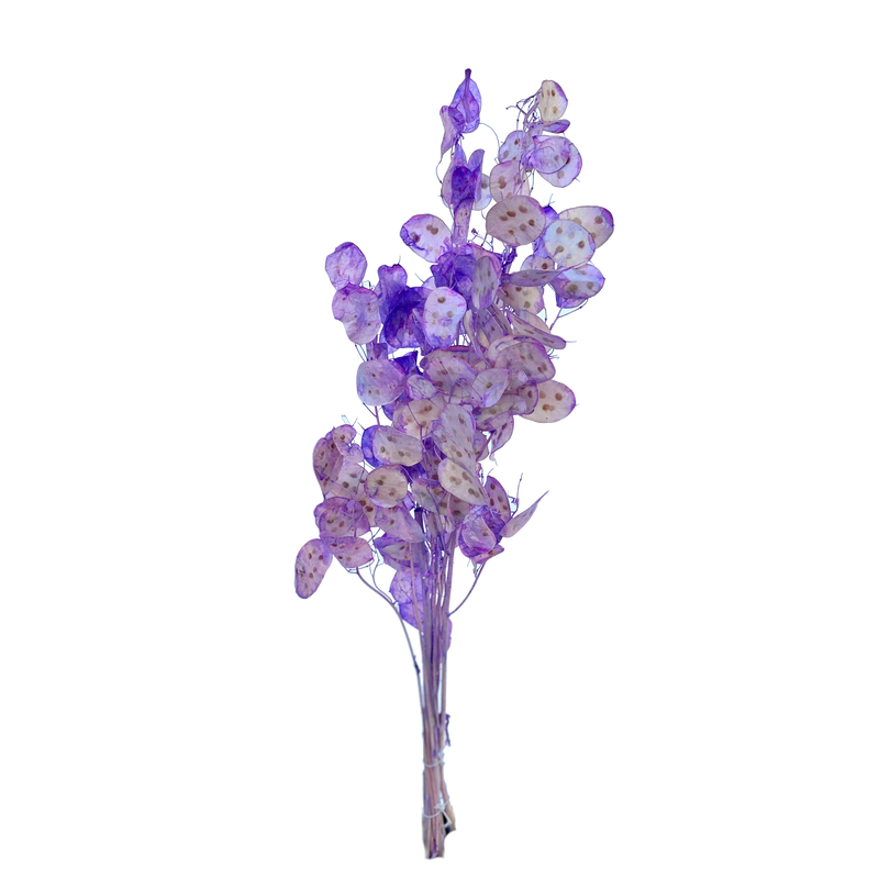 Lunaria (Honesty)