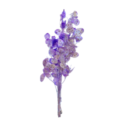 Lunaria (Honesty)