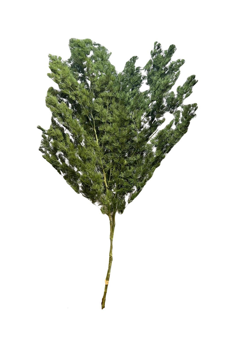 Ming Fern