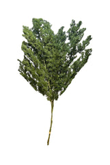 Ming Fern