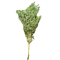 Ming Fern