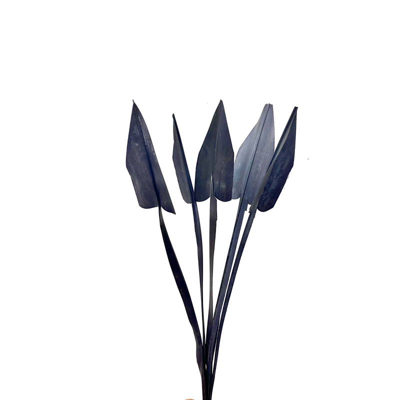 Arrow Palm