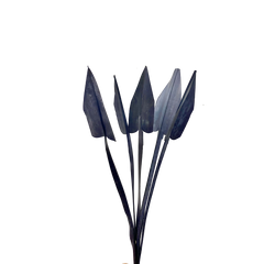Arrow Palm