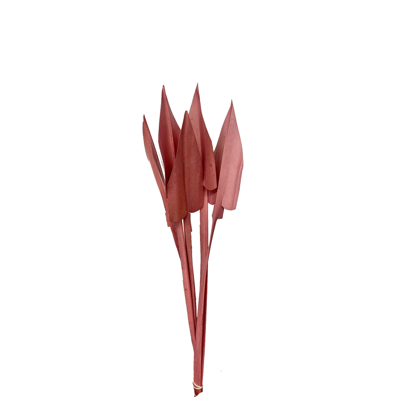 Arrow Palm