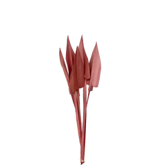 Arrow Palm