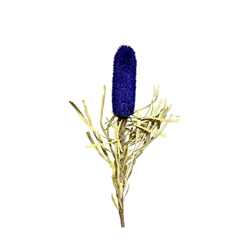 Banksia