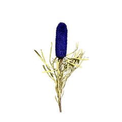Banksia