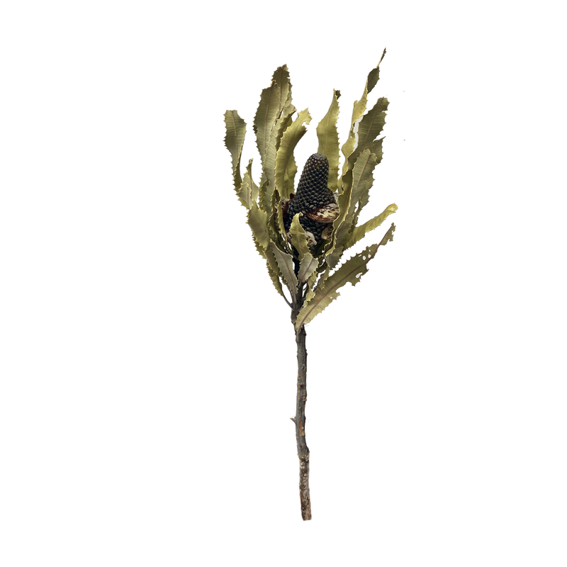 Banksia