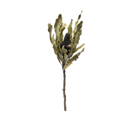 Banksia