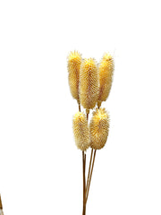 Teasel
