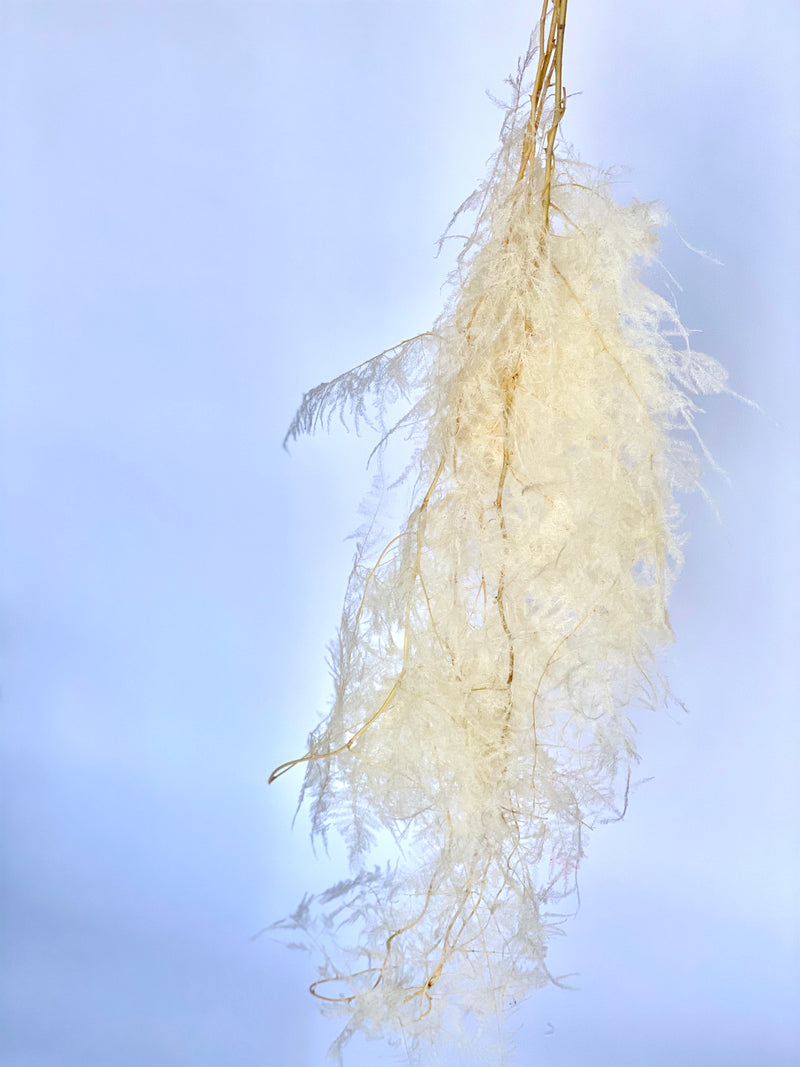 Asparagus Plumosa Fern