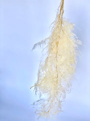Asparagus Plumosa Fern