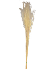 Mulhy Grass