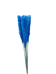 Pampas Grass