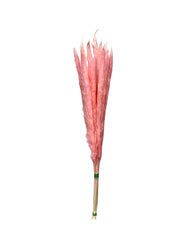 Pampas Grass