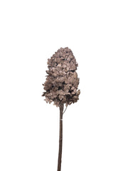 Hydrangea Paniculata