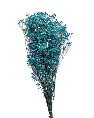 Baby's Breath