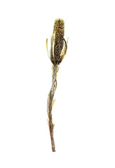 Banksia