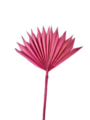 Palm Suncut