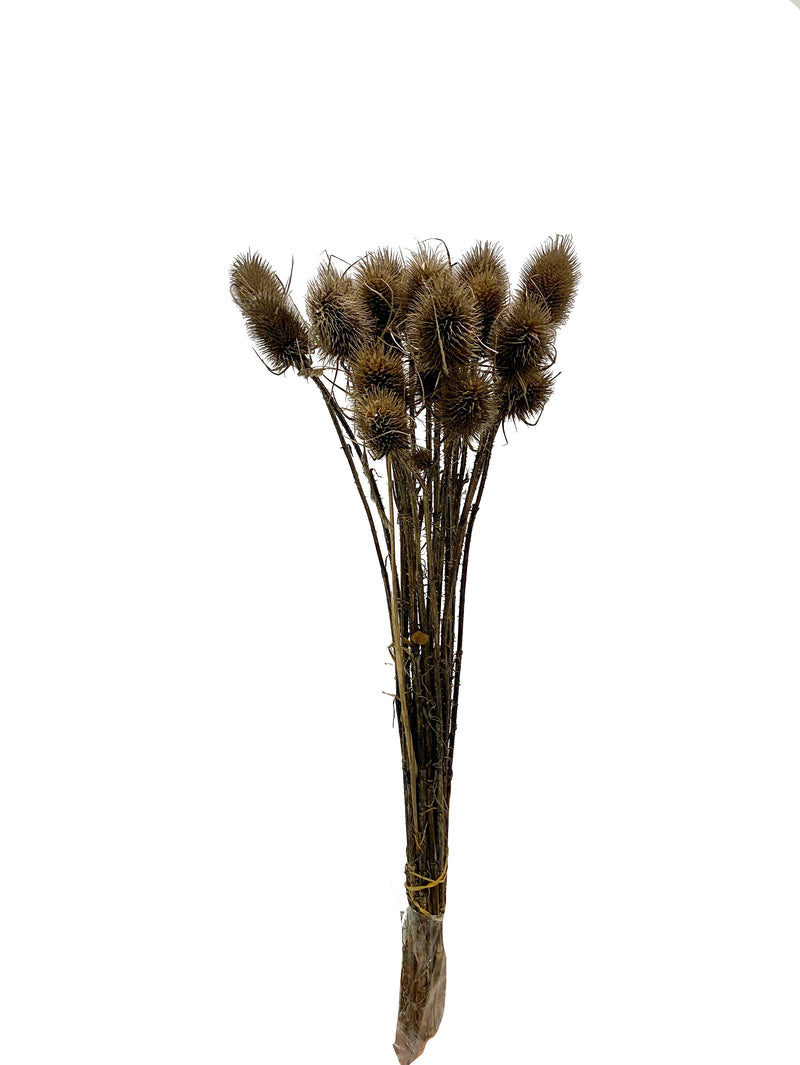 Teasel