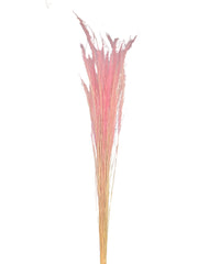 Mulhy Grass