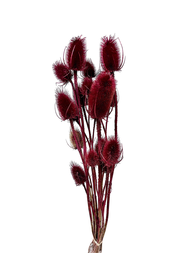 Teasel