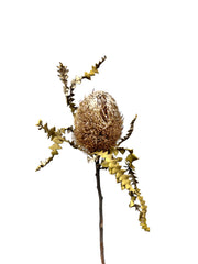 Banksia
