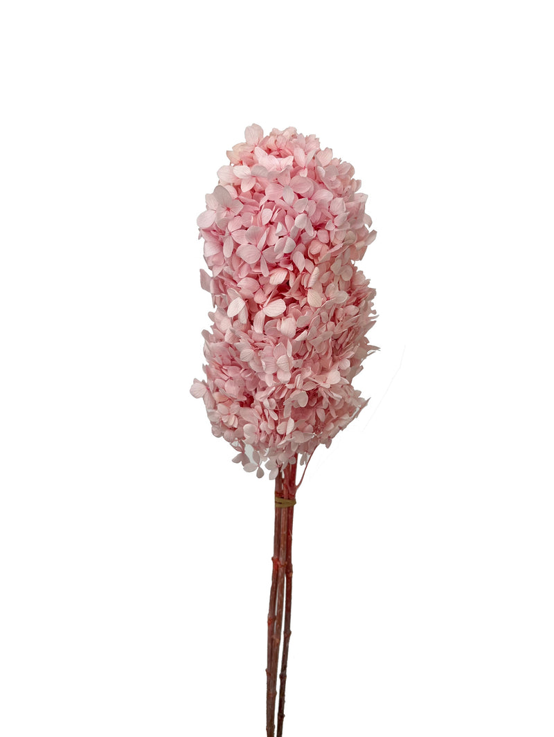 Hydrangea Paniculata