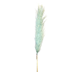 Pampas Grass