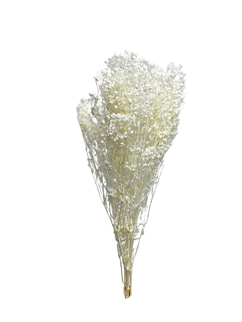 Baby's Breath