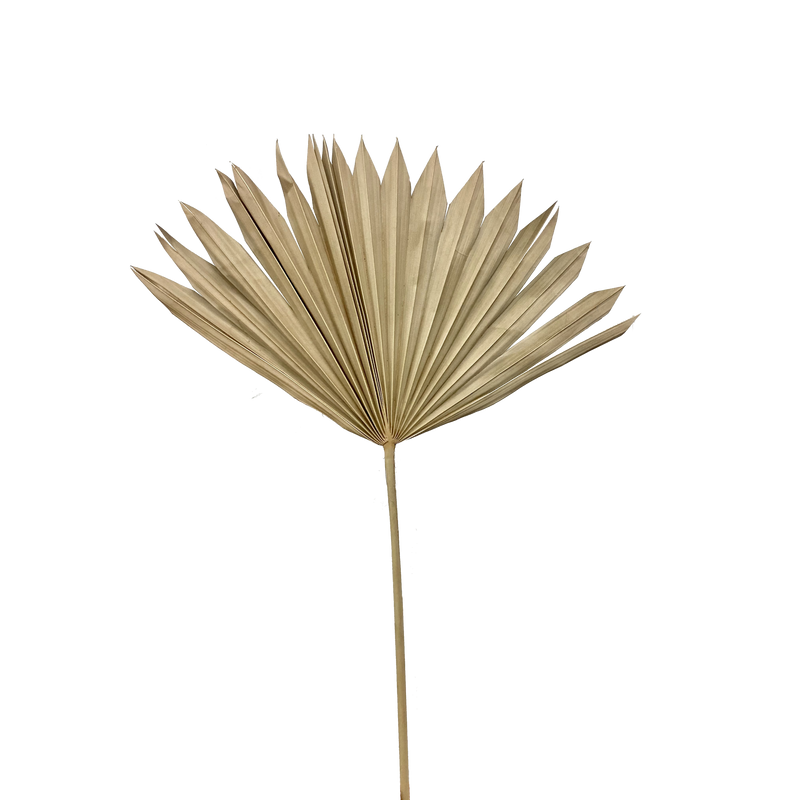 Palm Suncut