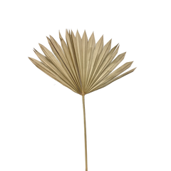 Palm Suncut