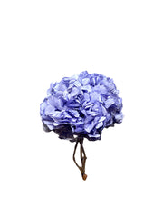 Hydrangea Large Petal