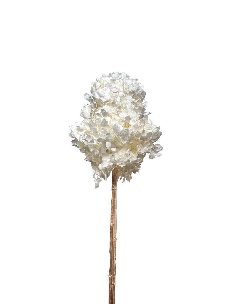 Hydrangea Paniculata