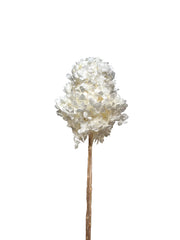 Hydrangea Paniculata