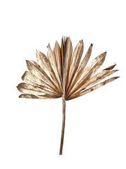 Palm Suncut