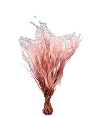 Feather Grass