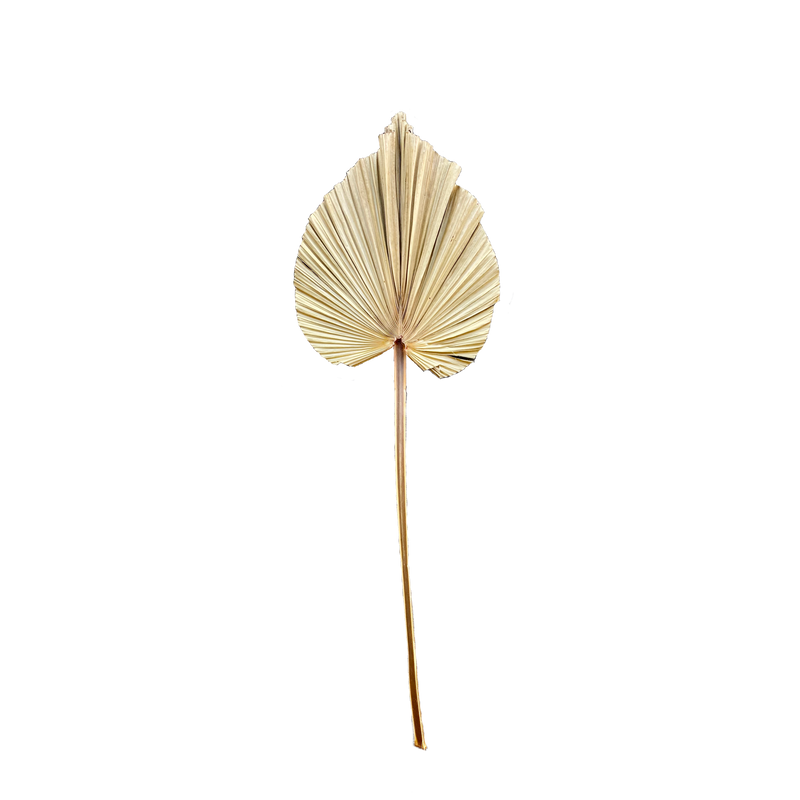 Palms Dry